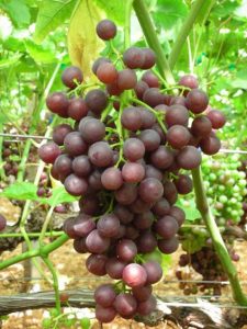 Ruby Grape King's Ruby - Gruppo Tarulli Op