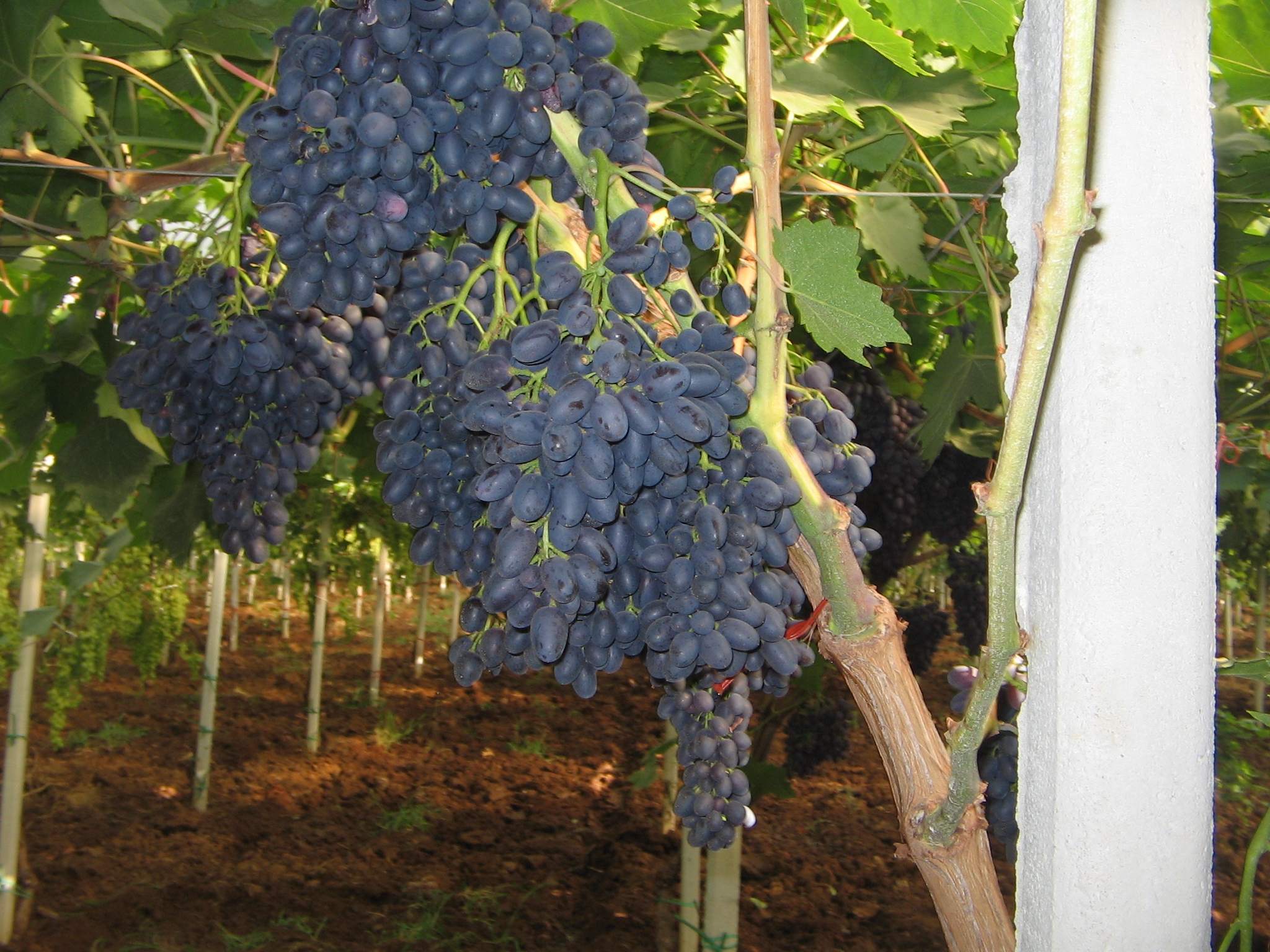 Uva nera