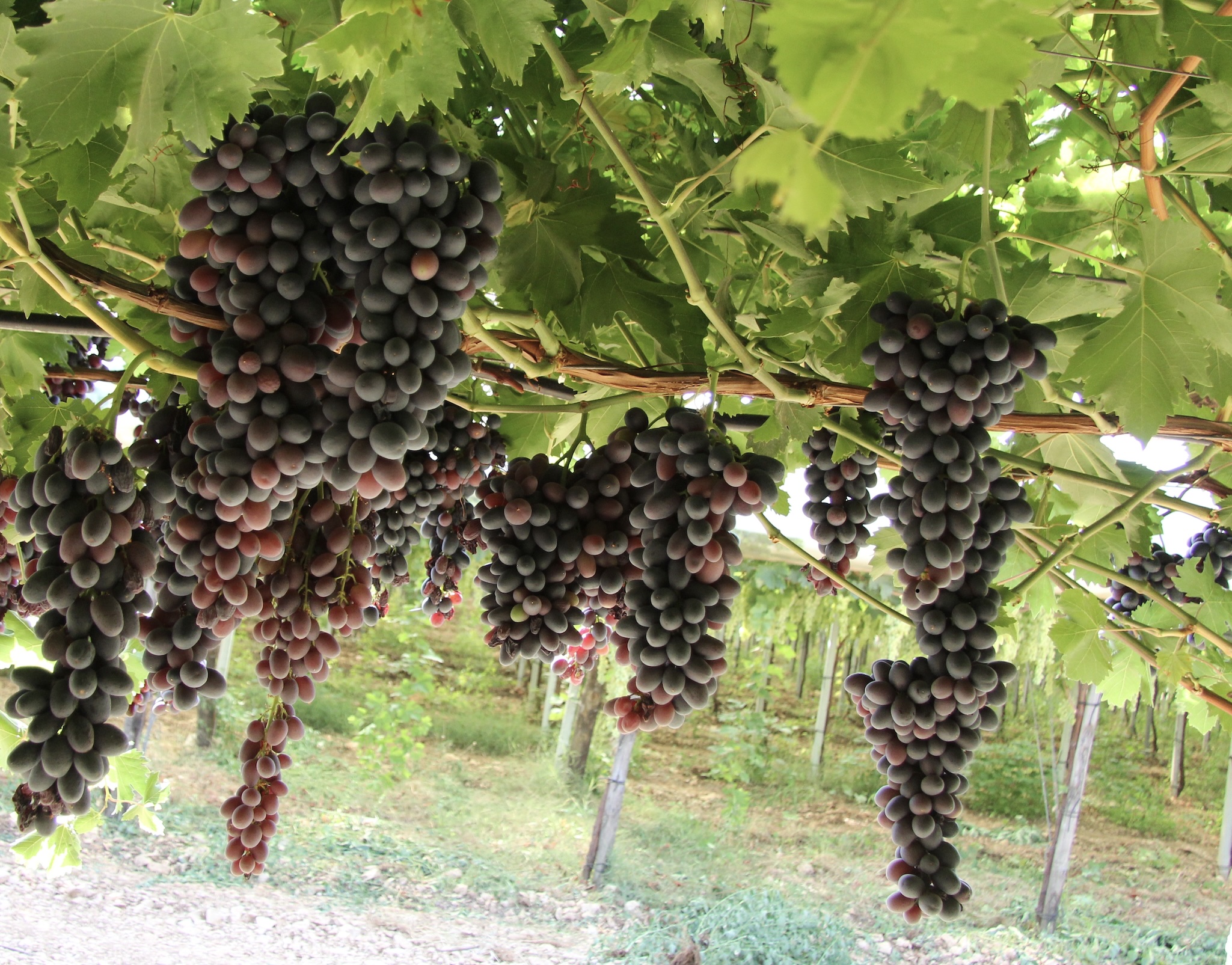 Uva rossa